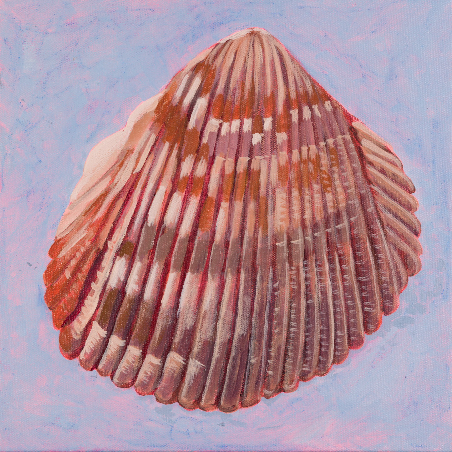 Atlantic Giant Cockle (Holden Beach)