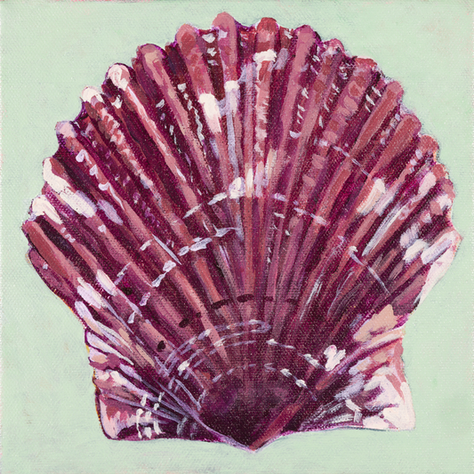 Calico Scallop (Holden Beach)