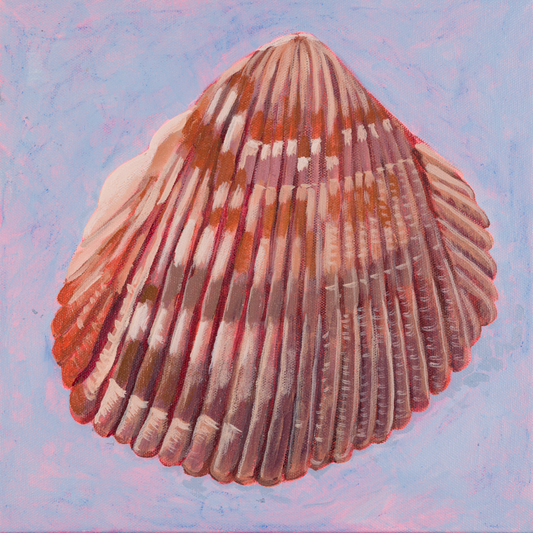 Atlantic Giant Cockle (Holden Beach)